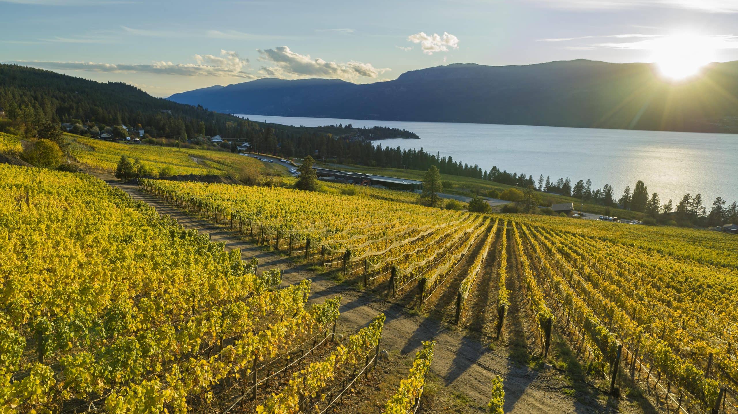 A Kelowna Vinyard